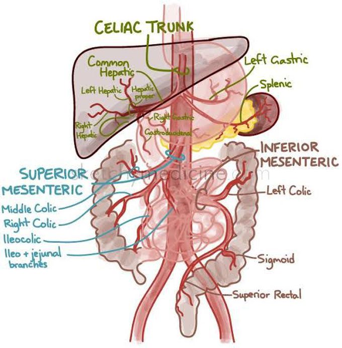 Blood supply of gastrointestinal tract