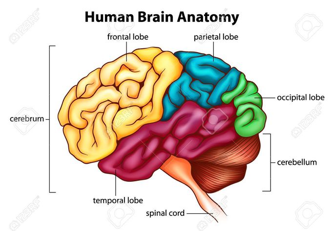 Basic Human Brain Anatomy