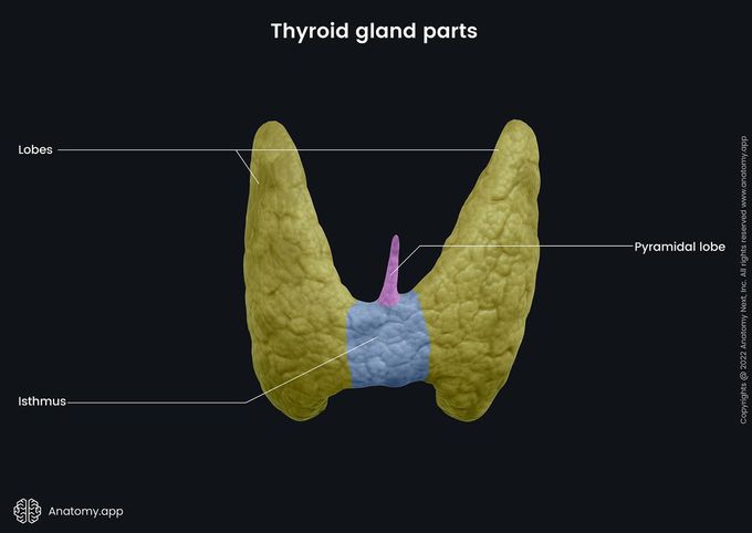 Parts of thyroid gland