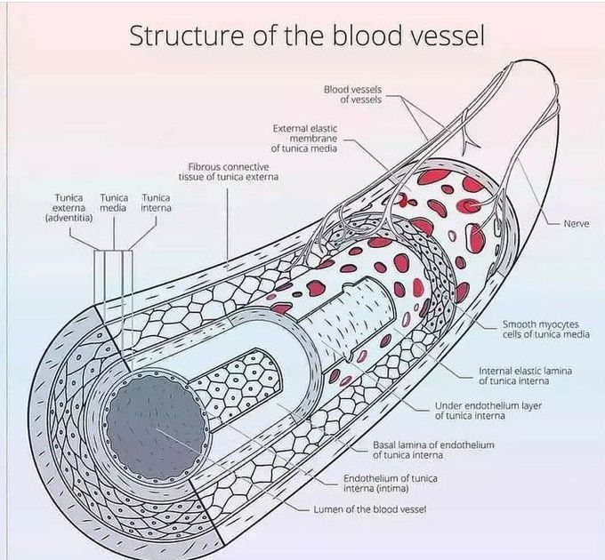 Structure of Blood Vessels