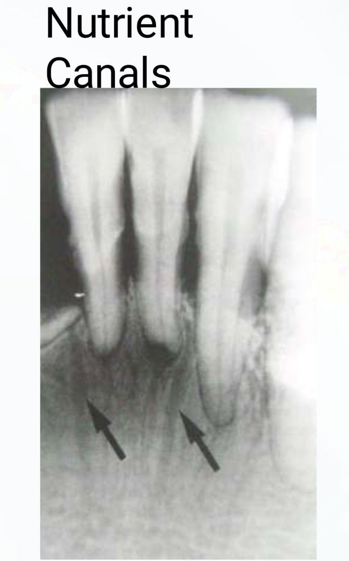 Nutrient Canals