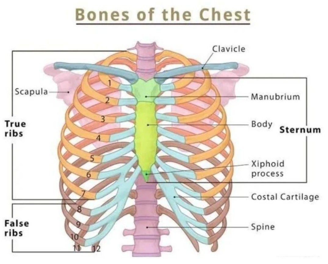 Bones of the Chest - MEDizzy