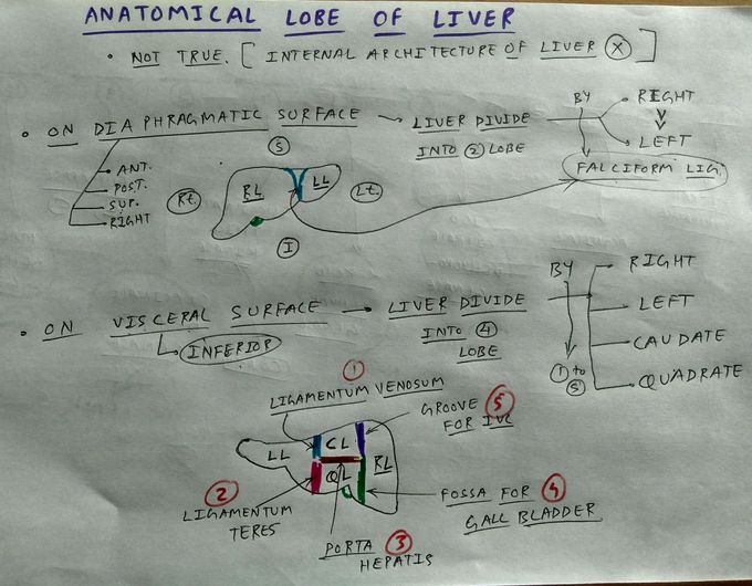 Anatomical lobe of liver