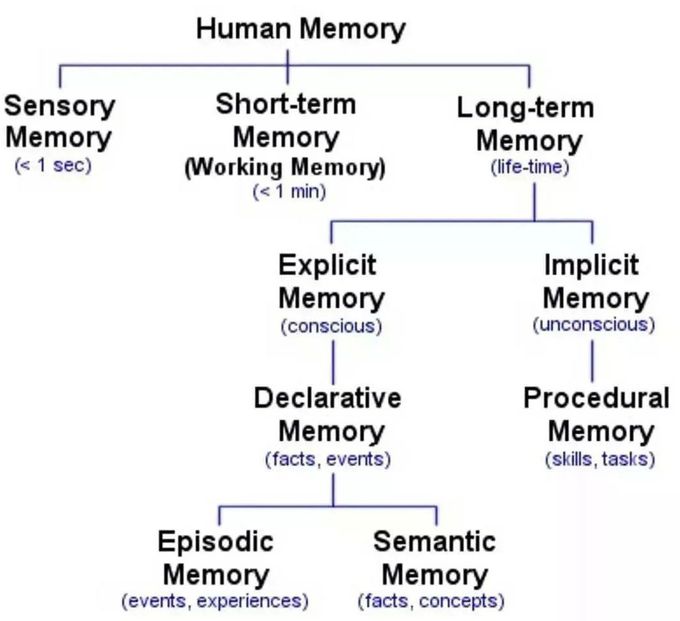 Human Memory Division