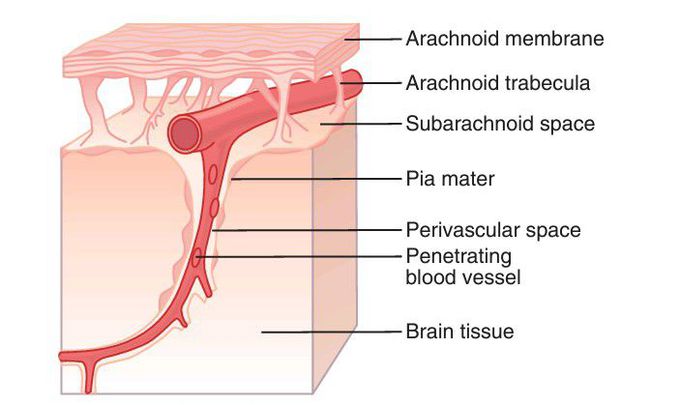 Subarachnoid space