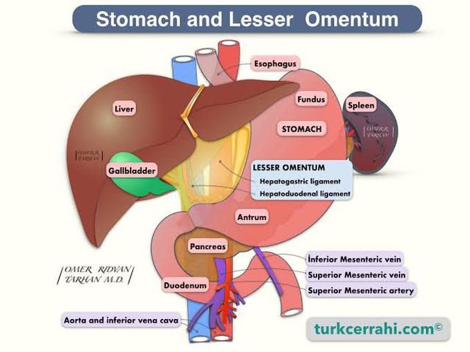 Stomach and lesser omentum