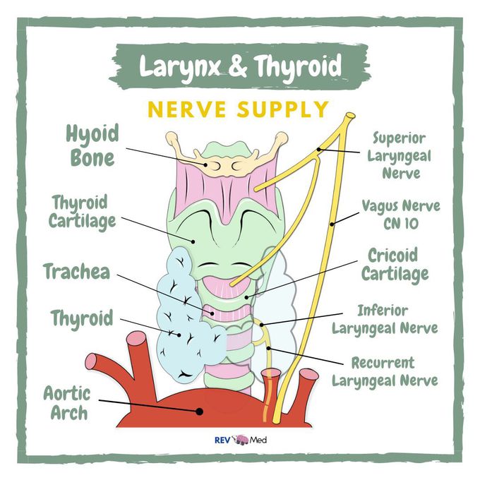 thyroid anatomy nerves