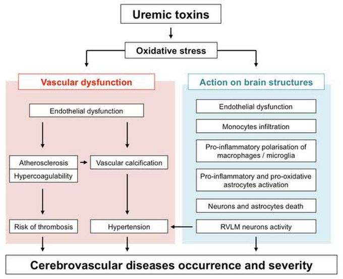 Uremic Toxins effects