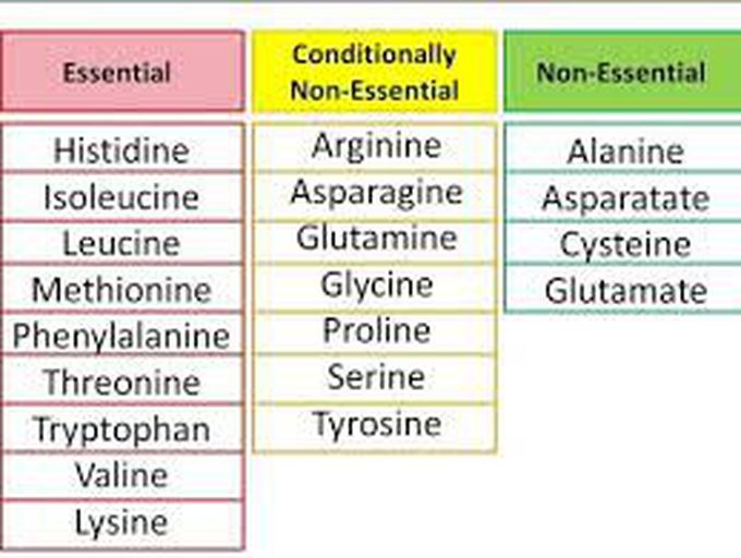 Essential and Non-Essential Amino Acid