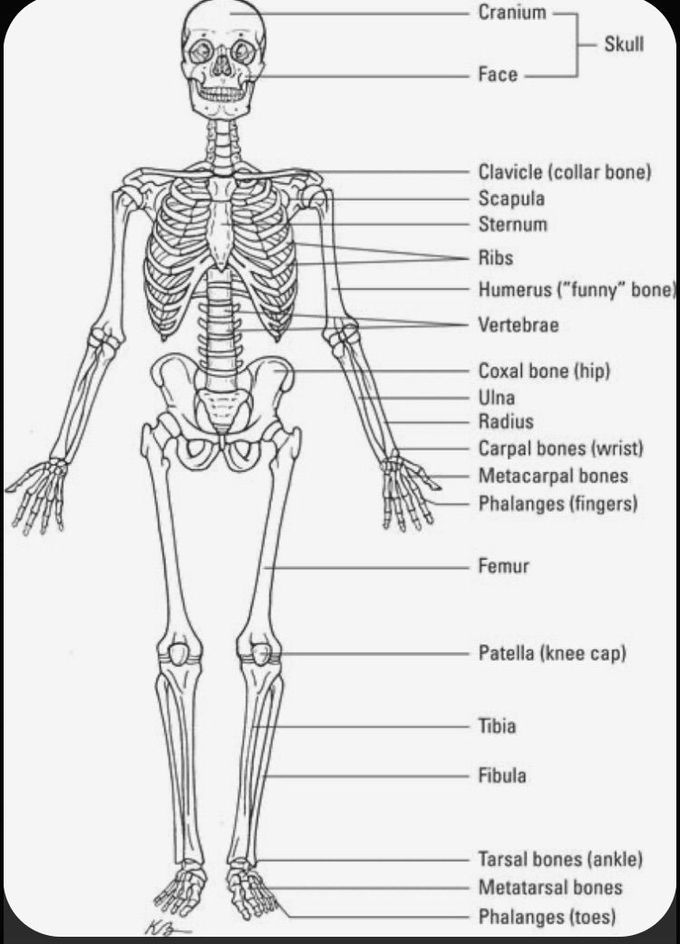 Bones everyone should know :