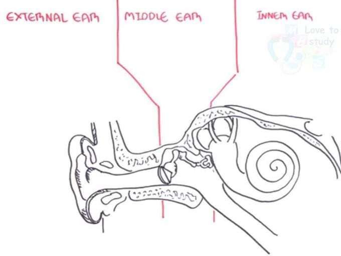 Ear anatomy