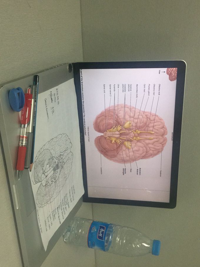Brain.