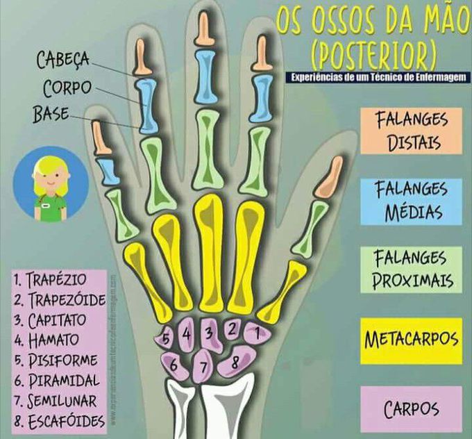 Wrist Bones
