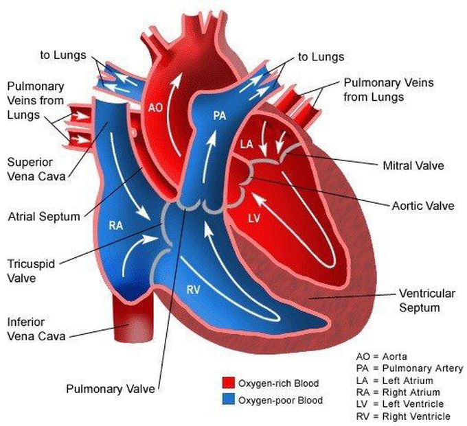 Cardiac Blood Flow