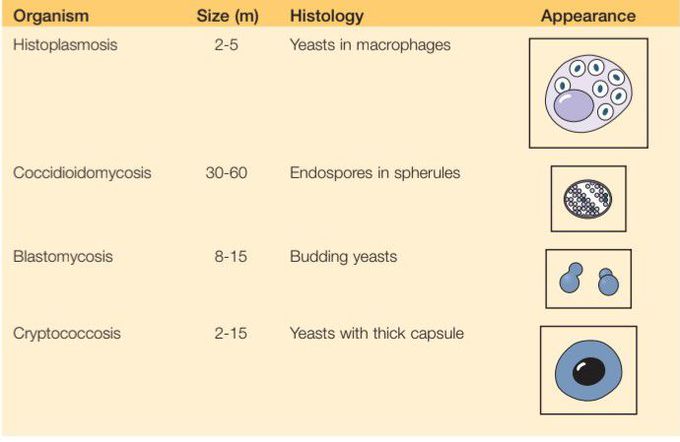 Morphology of deep fungal infections