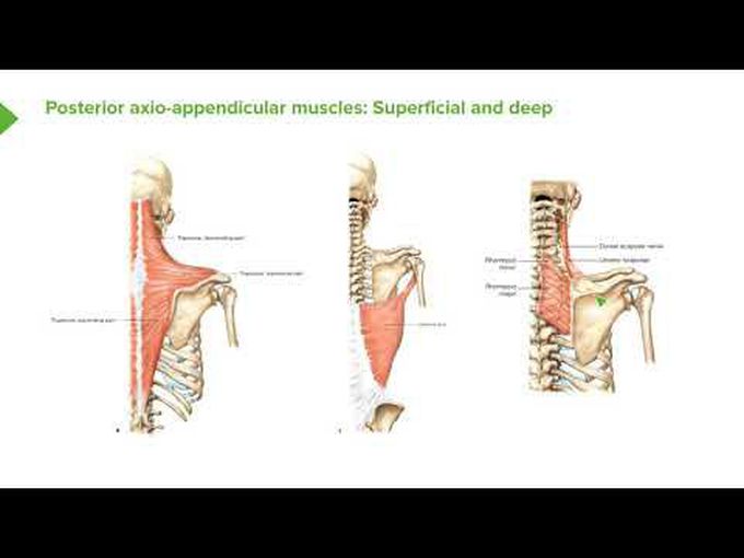 Muscles of shoulder- Posterior Axio-apendicular Muscles