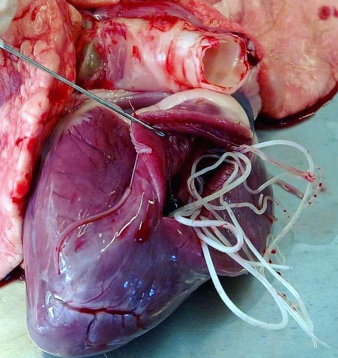 Yes that's right ! Worms in the heart! .