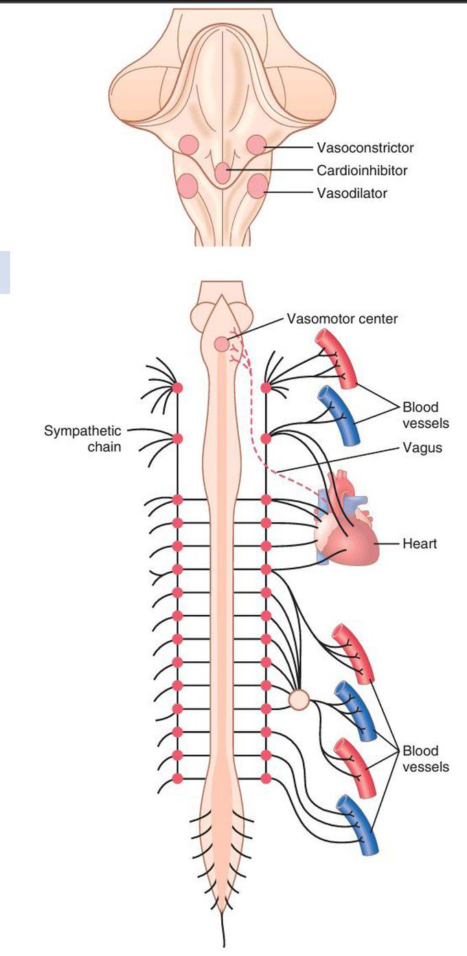 Symphathetic nervous control