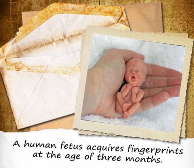 #fingerprint