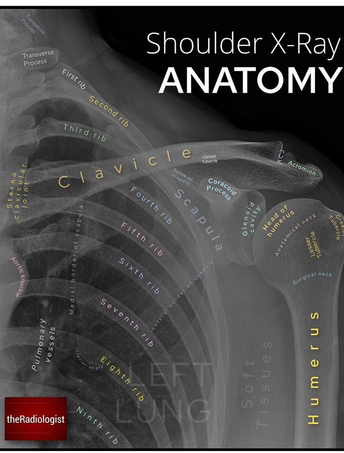 Upper Limb Anatomy I