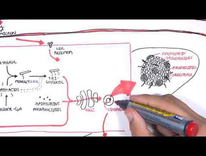 Physiology of Lipoproteins Cholesterol