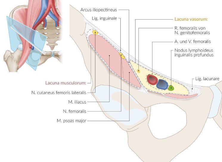 Lacuna Vasorum Skelett Topographie