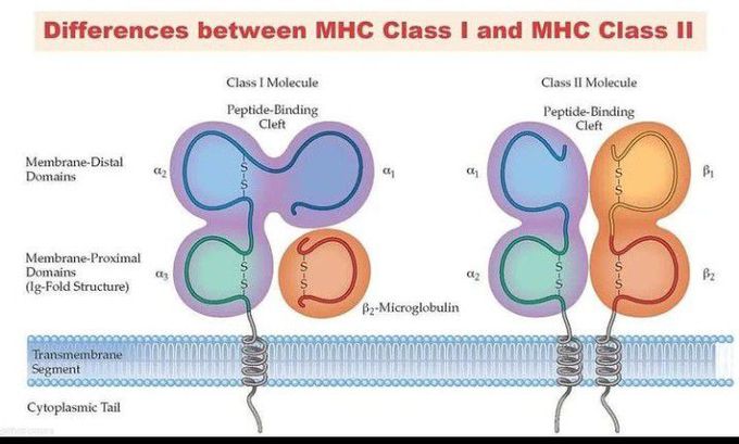 Difference between MHC 1 And MHC 2