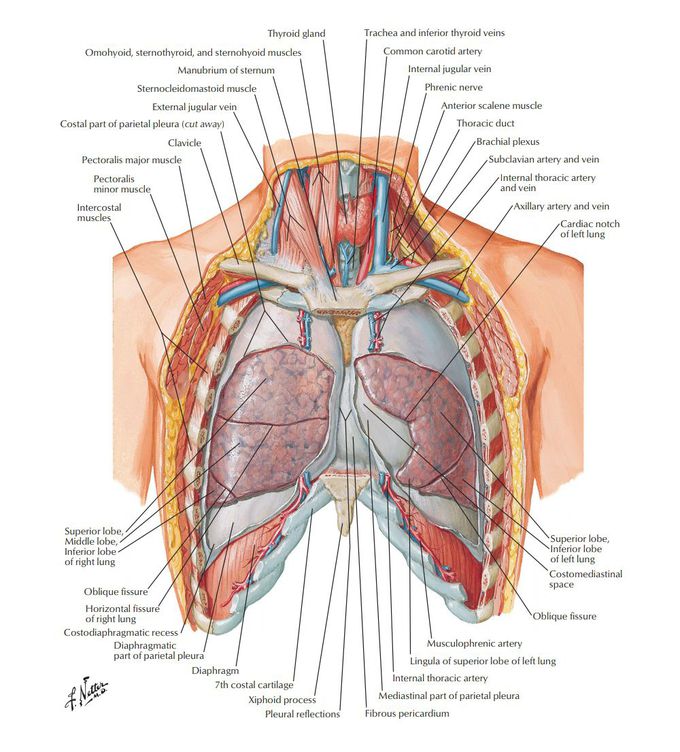 Thorax