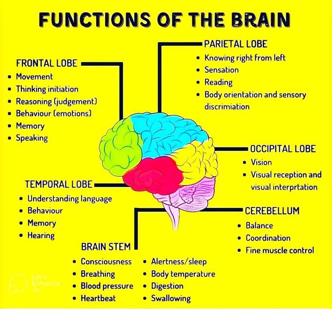 brain function