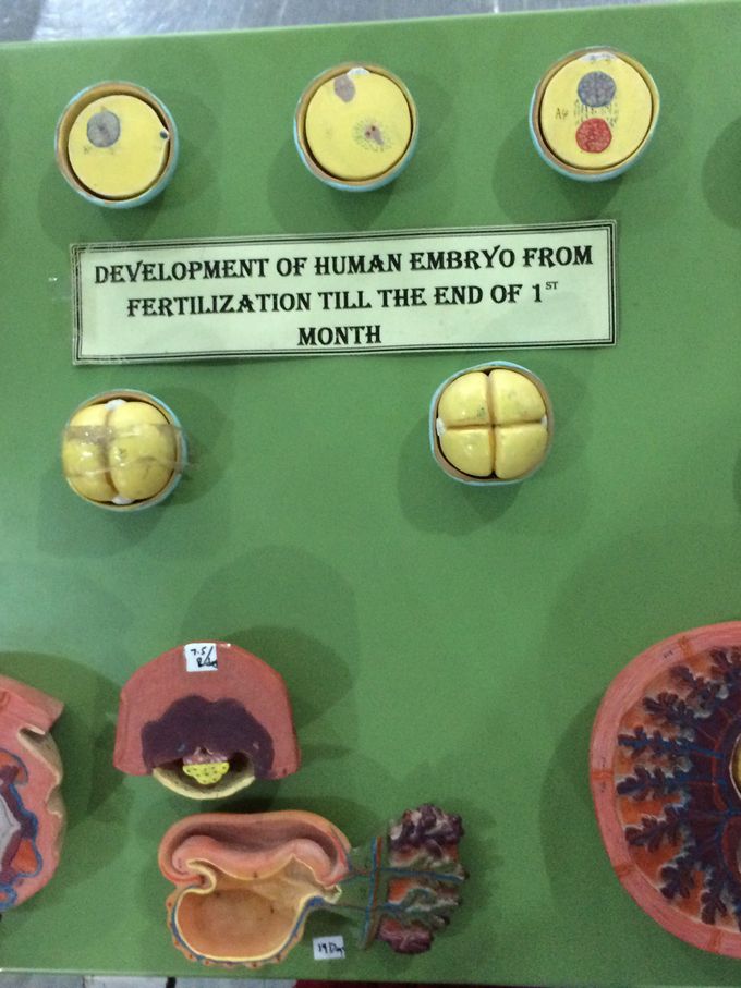 Embryo