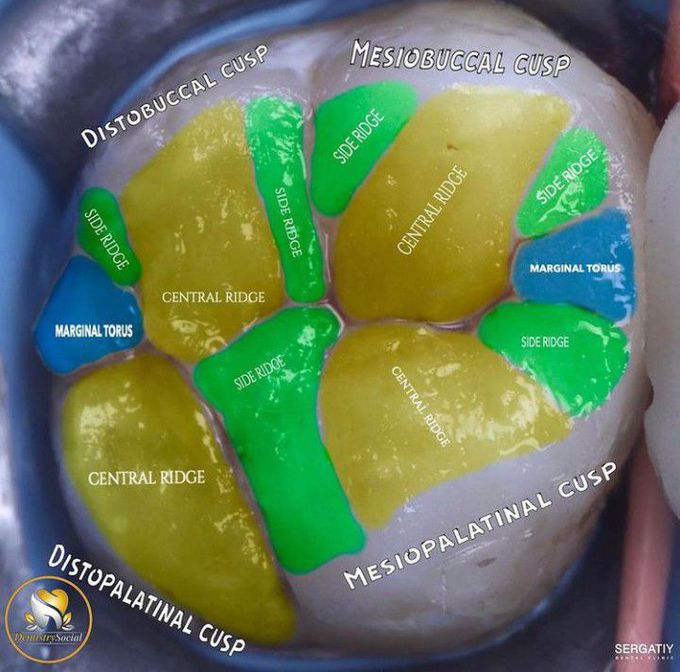 Occlusal aspect of Molar