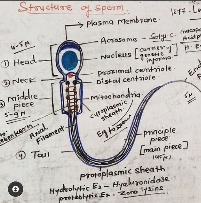 Structure of sperm
