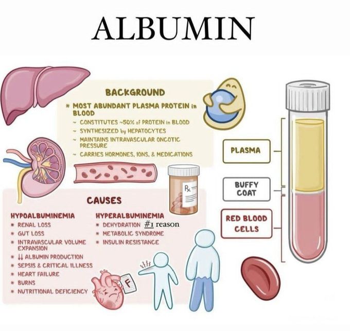 Albumin