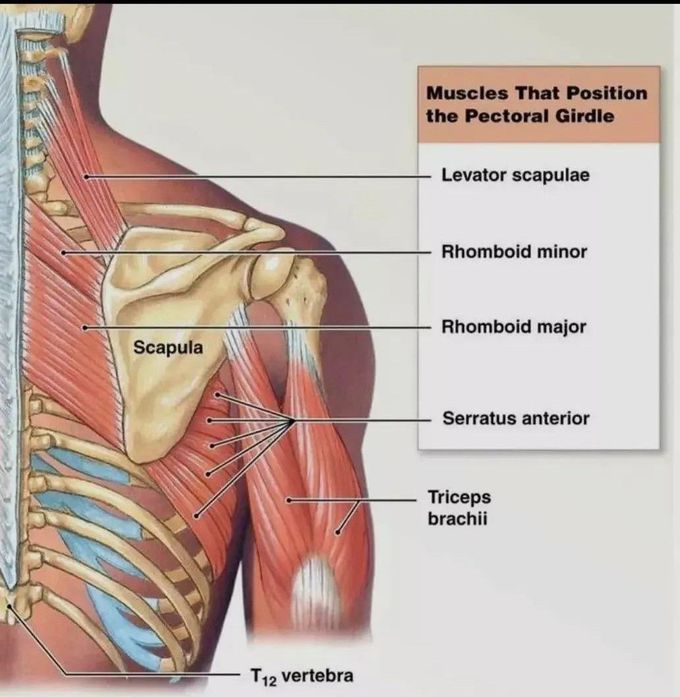 Muscles that Position the Pectoris Girdle - MEDizzy