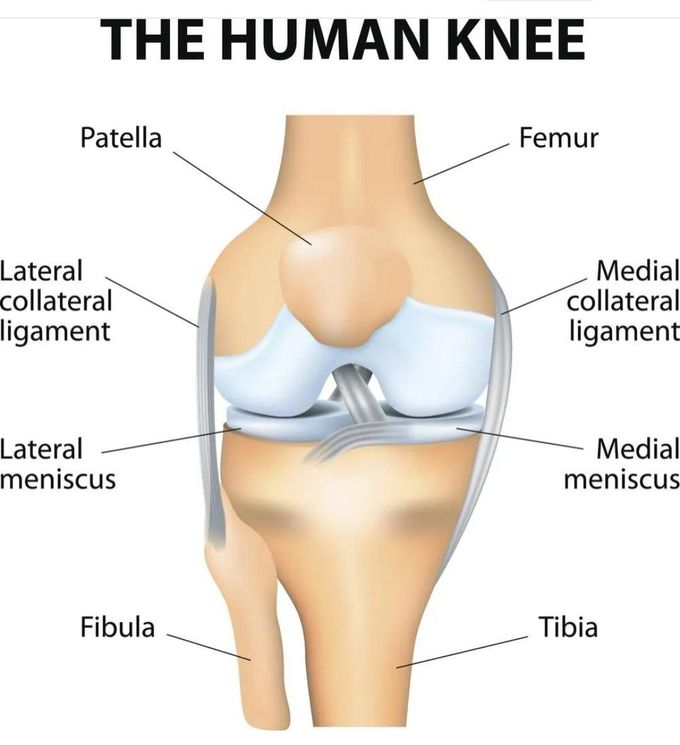The Human Knee