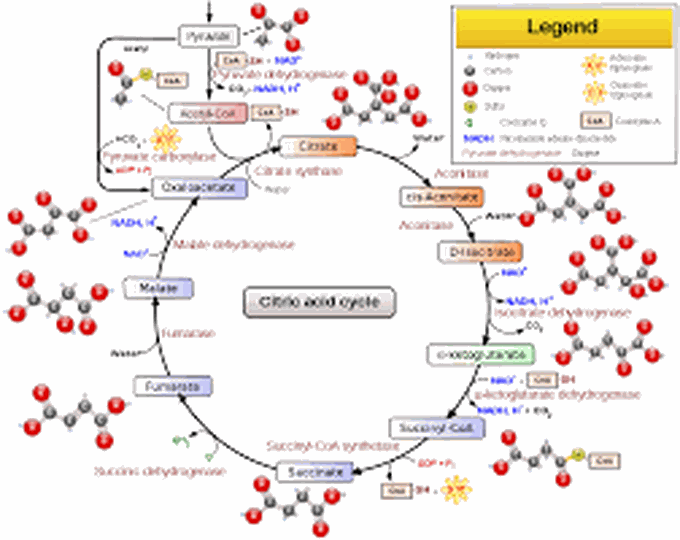 Krebs's cycle