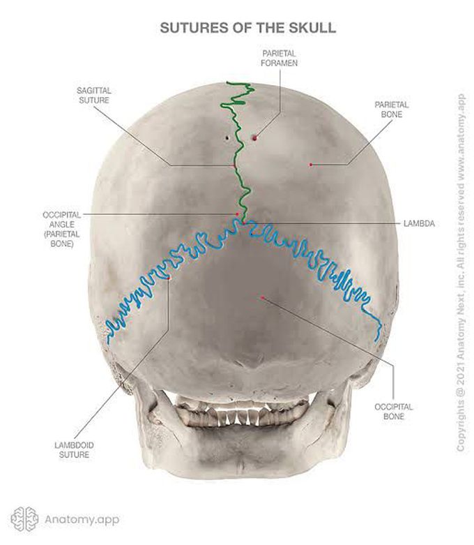 Sutures of skull