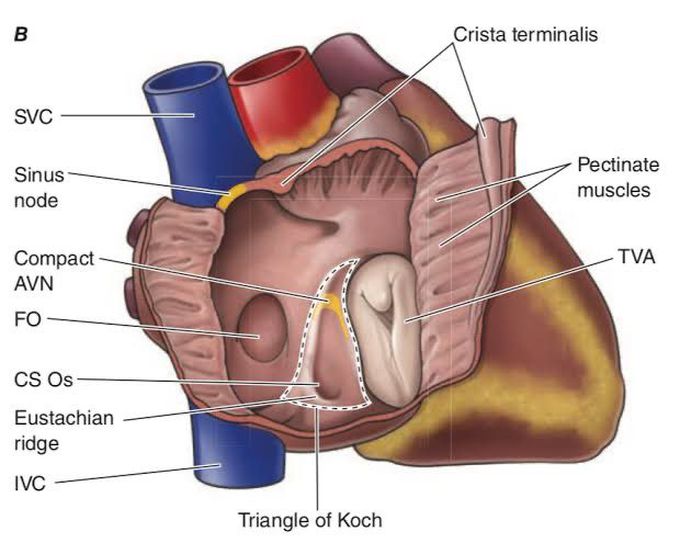 Restless membrane potential