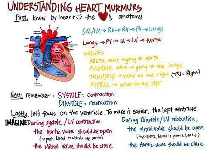 Understanding Heart Murmurs