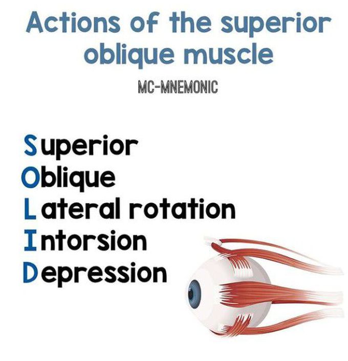 Superior oblique muscle -Actions