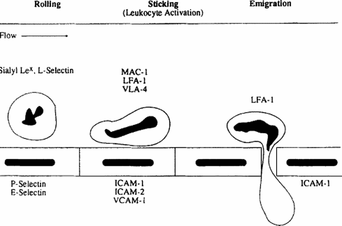 ✴️The process by which the leukocytes squeeze through a blood vessel is called👇👇: