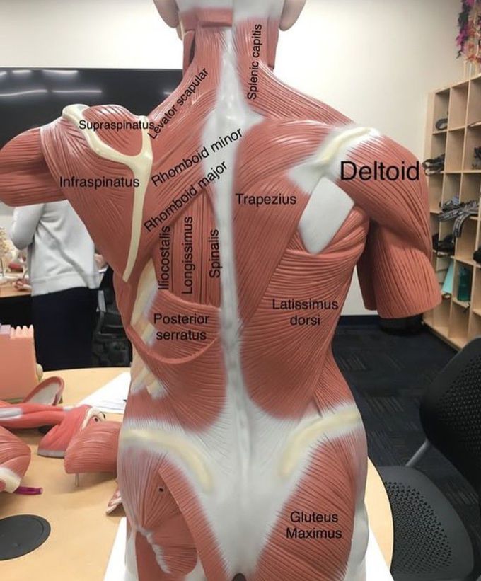Anatomy of Back Muscles