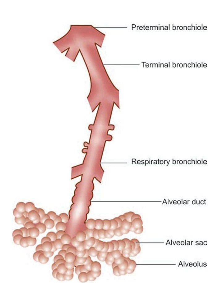 Acinus