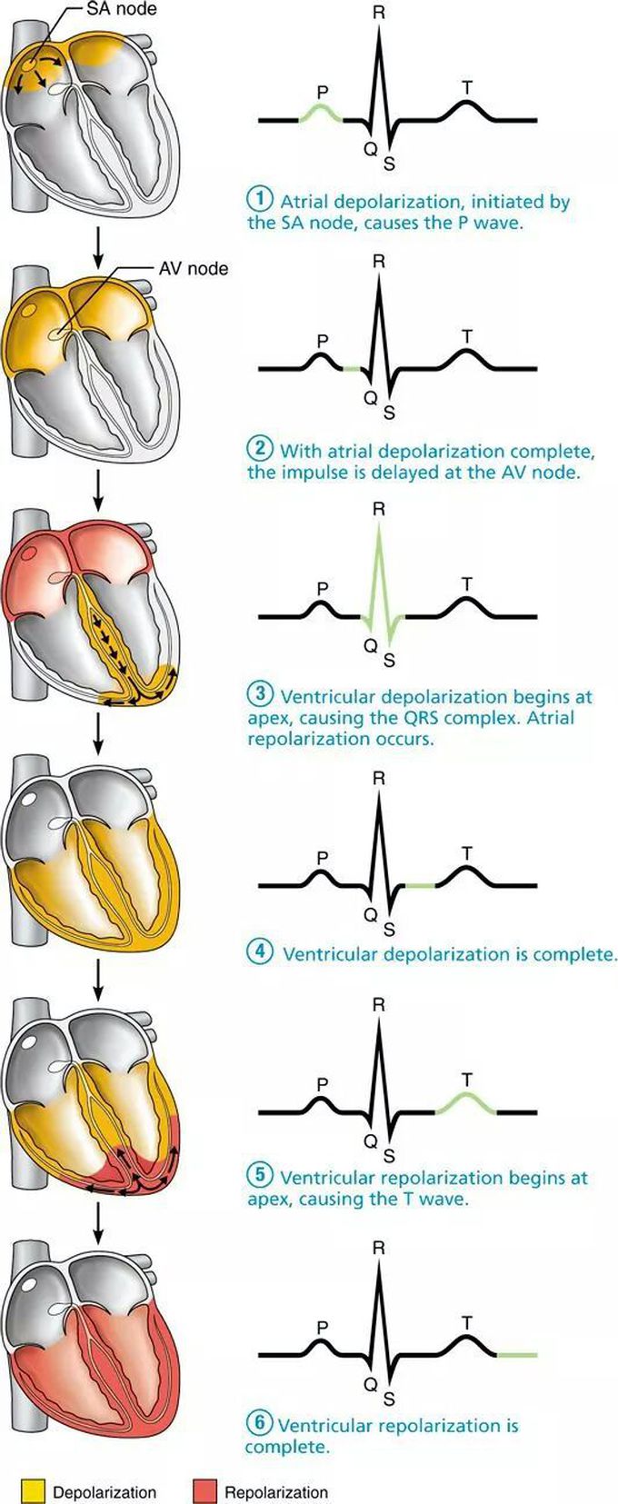 Depolarization & Repolarization