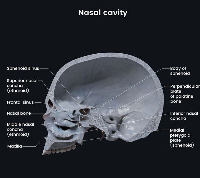 Nasal Cavity