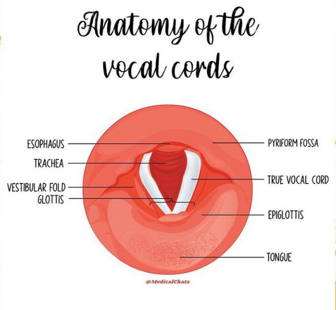 Vocal cords Anatomy