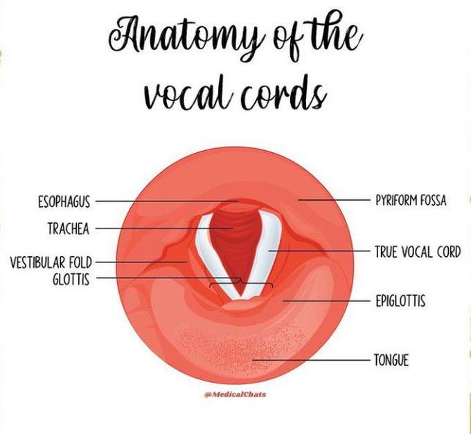 Vocal Cords Anatomy MEDizzy