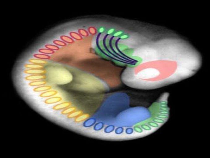 Muscular System Development