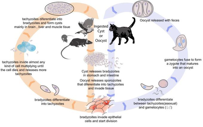 Protozoal meningoencephalitis