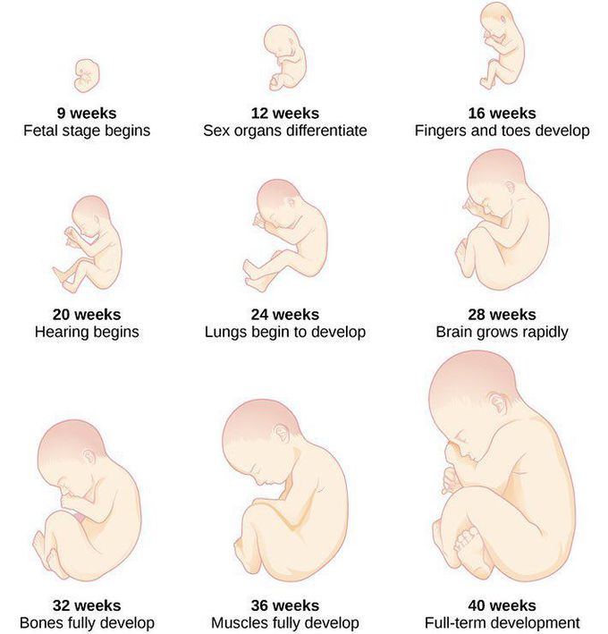 Stages of fetal development